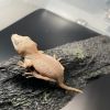 DEADPOOL LINE GARGOYLE GECKO