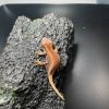 DEADPOOL LINE GARGOYLE GECKO