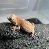 DEADPOOL LINE GARGOYLE GECKO