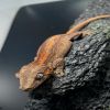 DEADPOOL LINE GARGOYLE GECKO