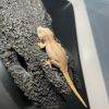 DEADPOOL LINE GARGOYLE GECKO